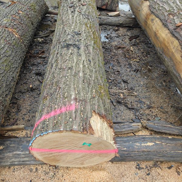 BMJ Forest Products log inventory 3