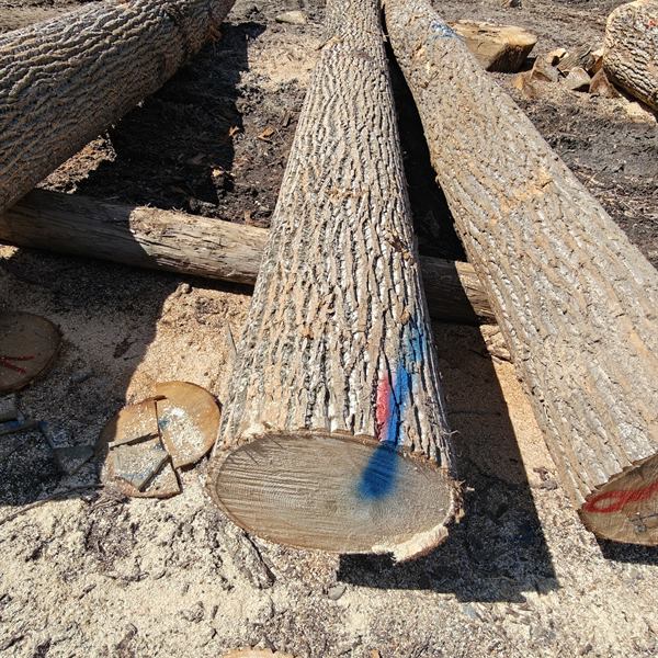 BMJ Forest Products log inventory 5