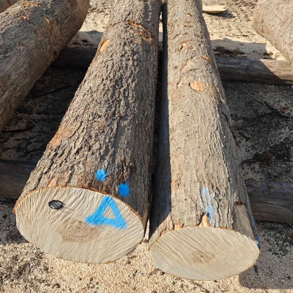 BMJ Forest Products log inventory 8