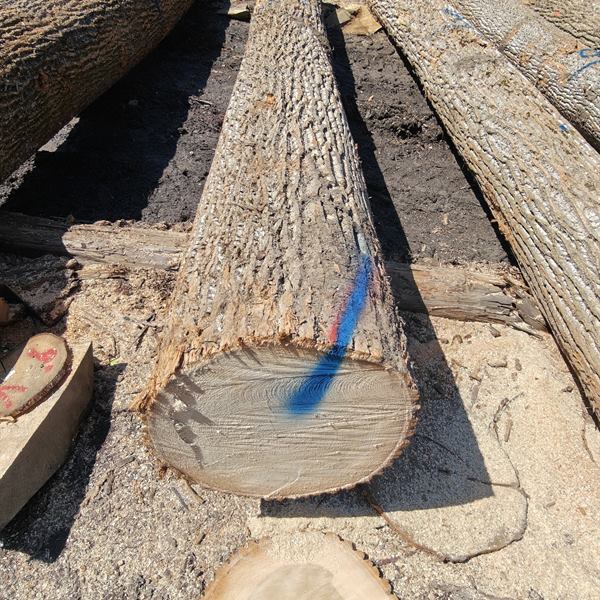 BMJ Forest Products log inventory 9