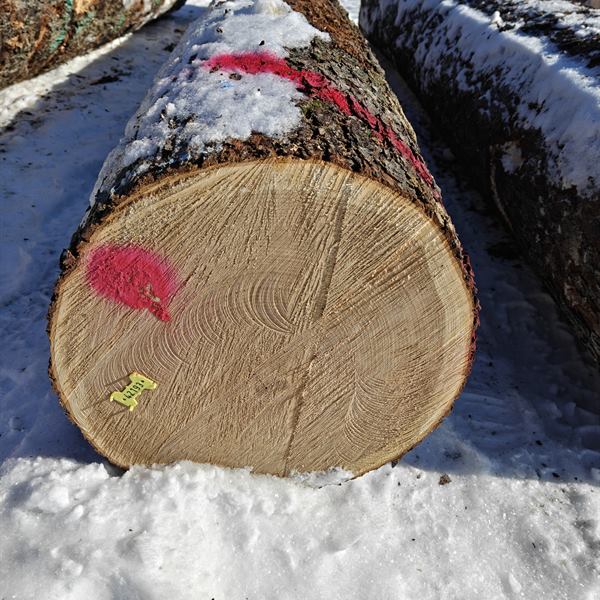 BMJ Forest Products log inventory 13
