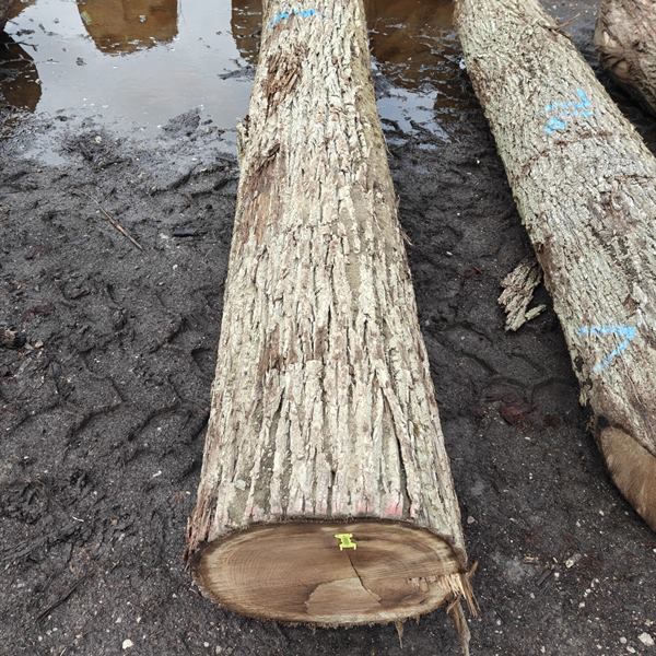 BMJ Forest Products log inventory 15
